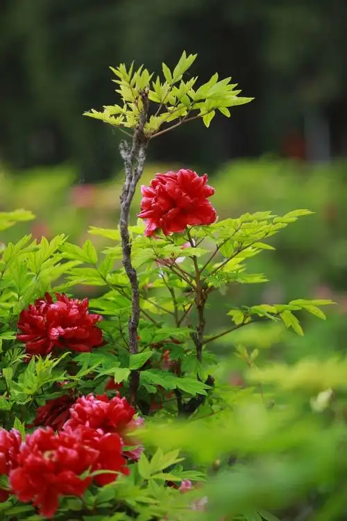 750_1125竖版 竖屏