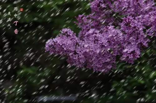 雨中赏花紫丁香