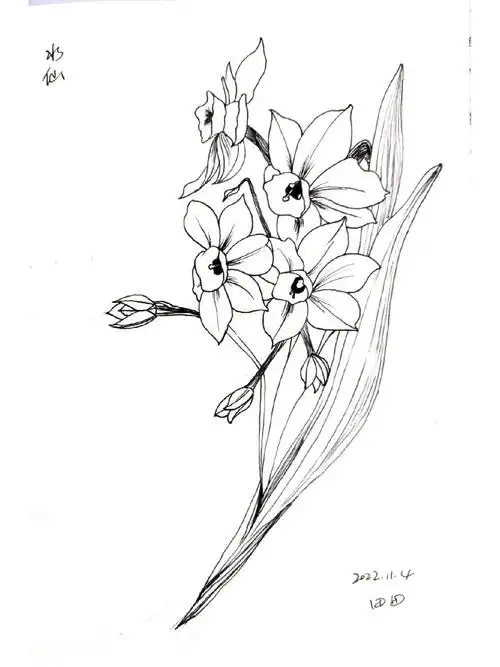 钢笔画黑白线条水仙