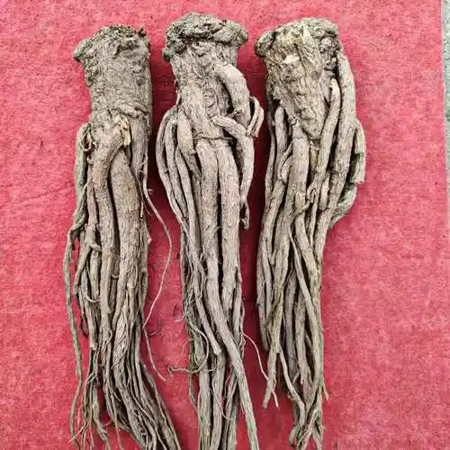 甘肃岷县深山野生当归无硫中药材整根深山全当归当归头大片沁溪 选大