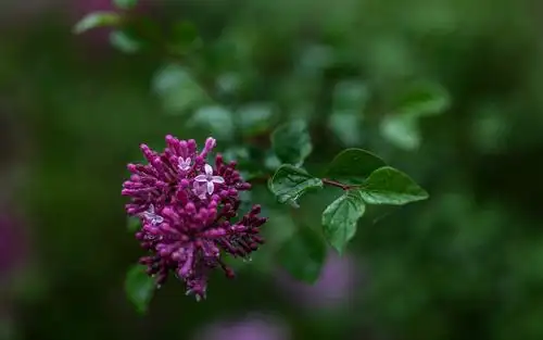 丁香花开好时节