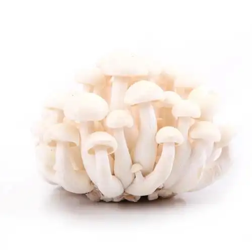 白玉菇可以用来炖鸡汤吗?