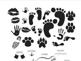 动物的脚印简笔画 动物的脚印简笔画怎么画