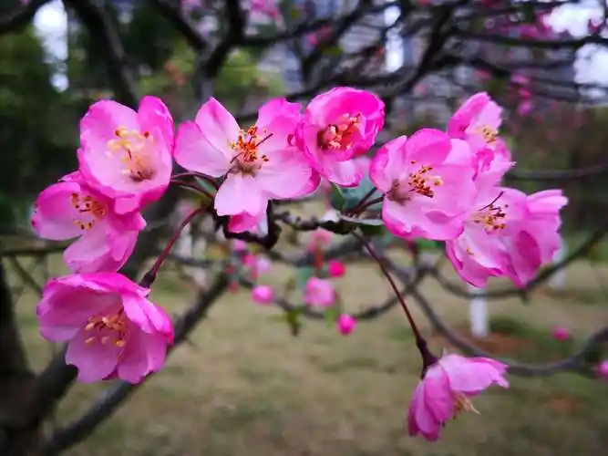 春之韵～海棠花 谢宇昆拍摄制作