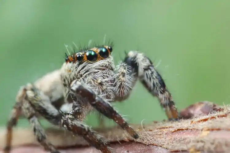可爱萌萌的小跳蛛