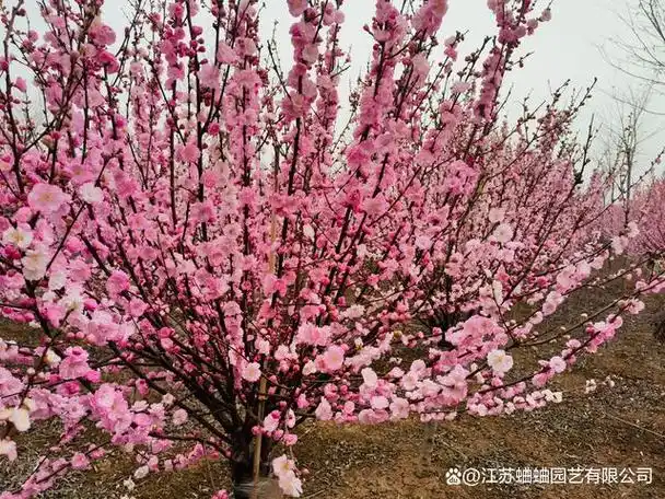 美人梅,这一优雅的花卉名称,蕴含着它独特的魅力与气质.