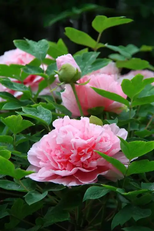 牡丹牡丹花洛阳牡丹甲天下