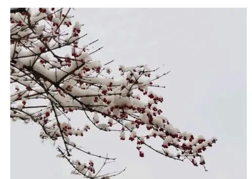 "已是悬崖百丈冰,犹有花枝俏".踏雪寻梅,在百丈冰中,梅花开得最灿烂!