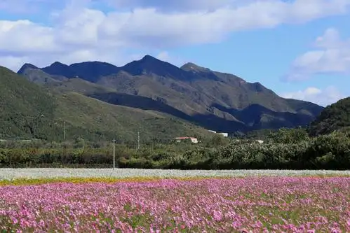 秋游怀柔圣泉山千亩花海