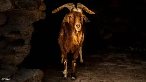 金色的羊|摄影|其他摄影|zhang3s - 原创作品 - 站酷 (zcool)