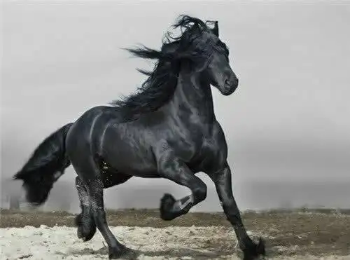 中国历史上的6匹名马,除了赤兔马,其余的5匹你都知道么?