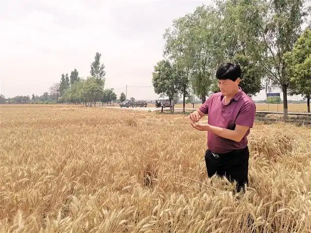 6月8日,泾阳县键潍粮食专业合作社负责人刘武查看小麦生长情况.