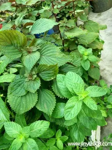 紫苏薄荷煮水放多少紫苏薄荷孕妇可以喝吗