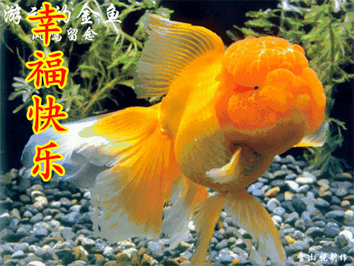 形容鱼的成语你好送你吉祥鱼祝你金鱼满堂年年有余