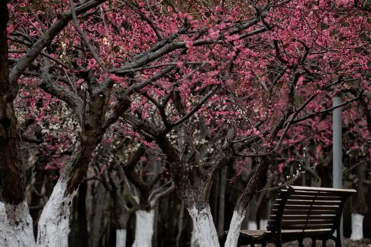 梅花树下的风情