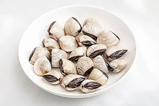 白贝海鲜贝壳海产品