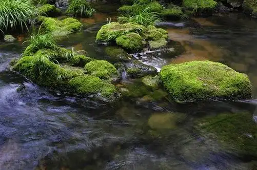 梦见青苔和水是什么意思,预兆周公解梦寓意 好不好 代表什么