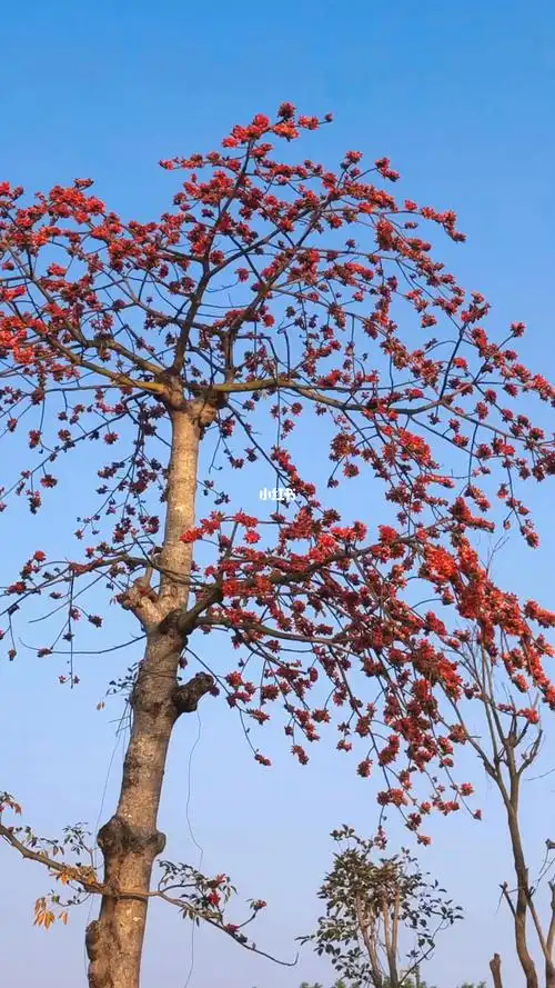 木棉花开了