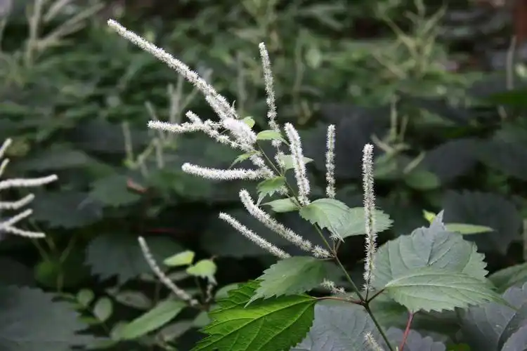 野线麻荨麻科苎麻属