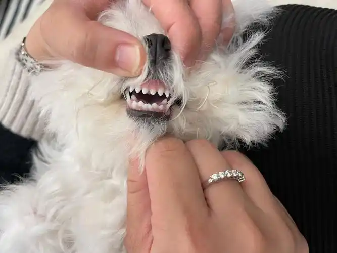 也突破2000粉丝啦感谢一直喜欢糯米的小姐姐们看了看糯米的牙齿07