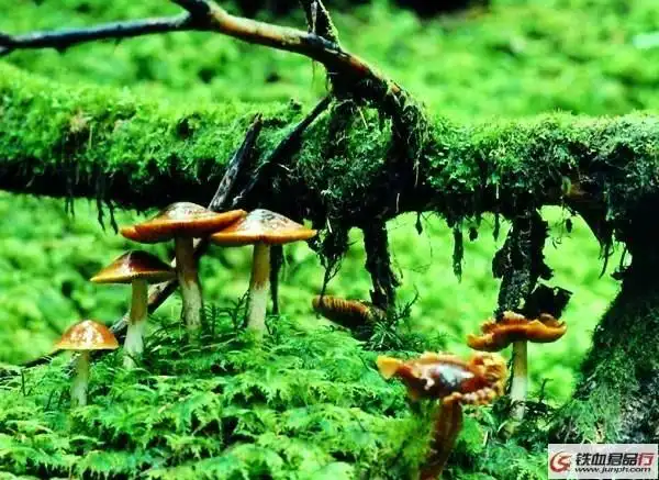 挑战野人生存极限 野外求生装备解密