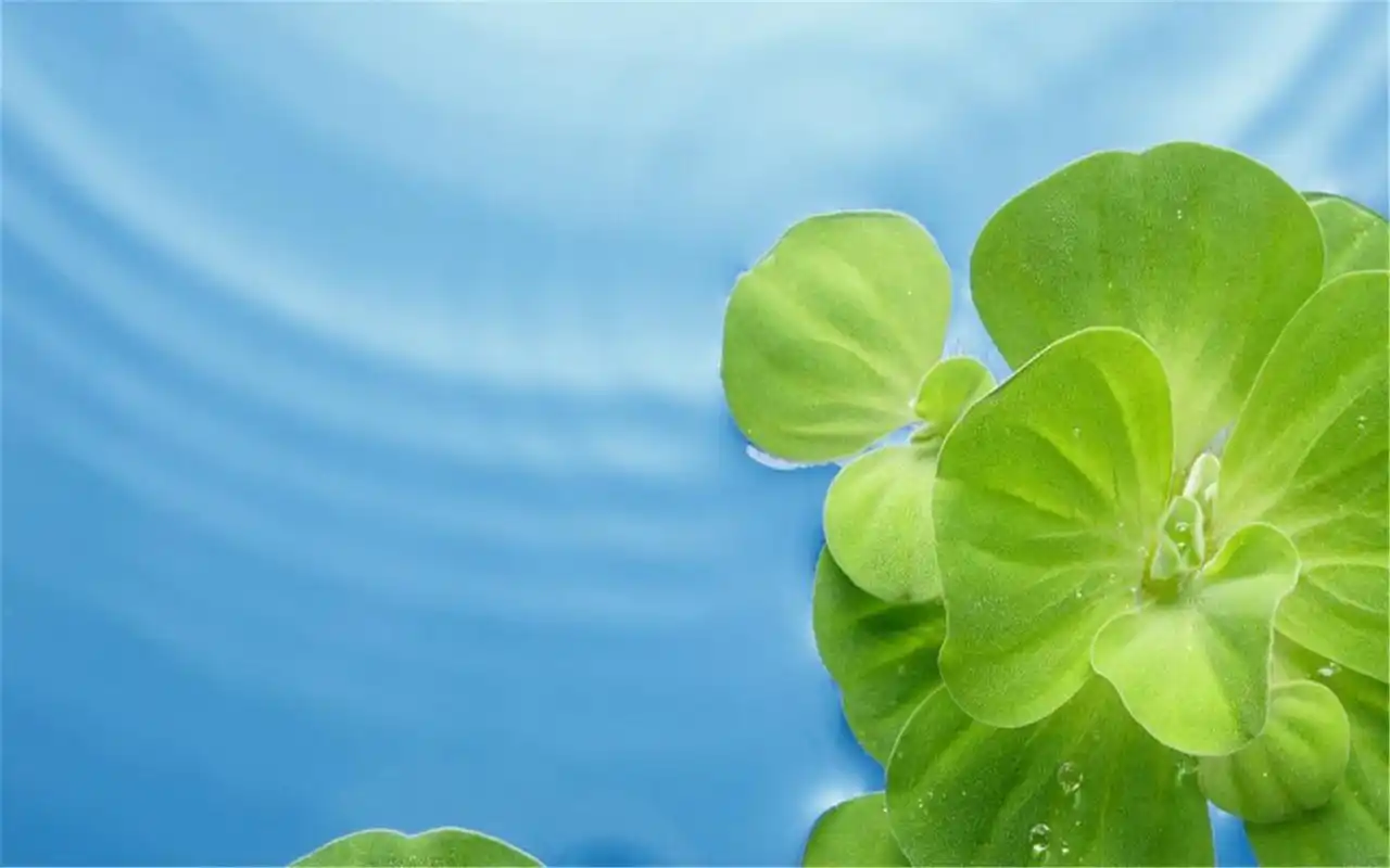 简约清新绿色护眼荷塘荷叶高清电脑壁纸下载