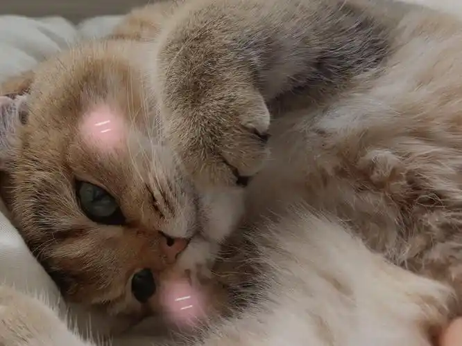 【给大家变个敲可爱的魔术02】嘟嘟真的是世界上最可爱的小猫!