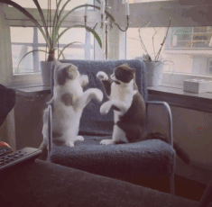 gif动物动图合辑【第六期】!