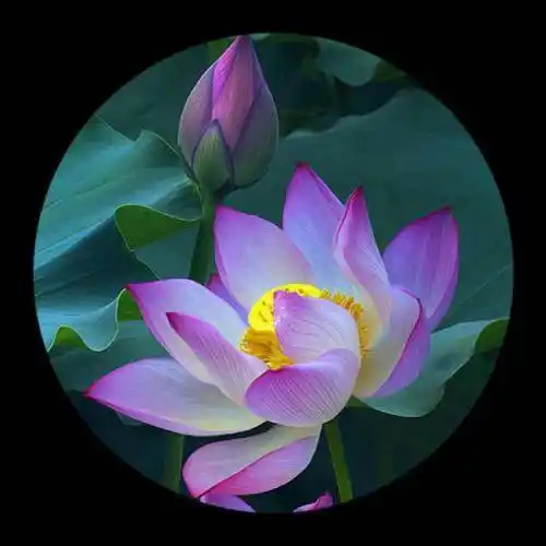 最适合微信头像的图片超美的花朵组图