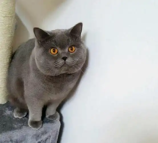 英短蓝猫有这7个"优点",难怪养的人那么多