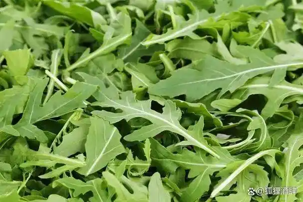 苦菜,百度|在过去相当长一段时间里,到了小满节气的时候,会有吃苦菜的