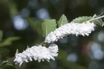 榆凤蛾幼虫(照片摘自网络,我的照片拍糊了)