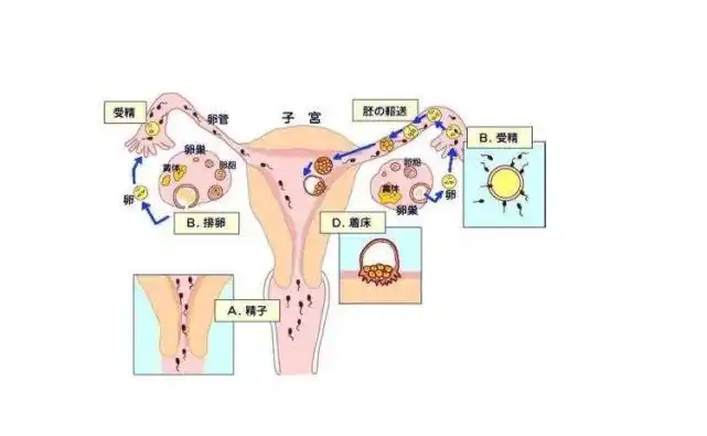 受精卵着床会痛吗?孕期注意事项