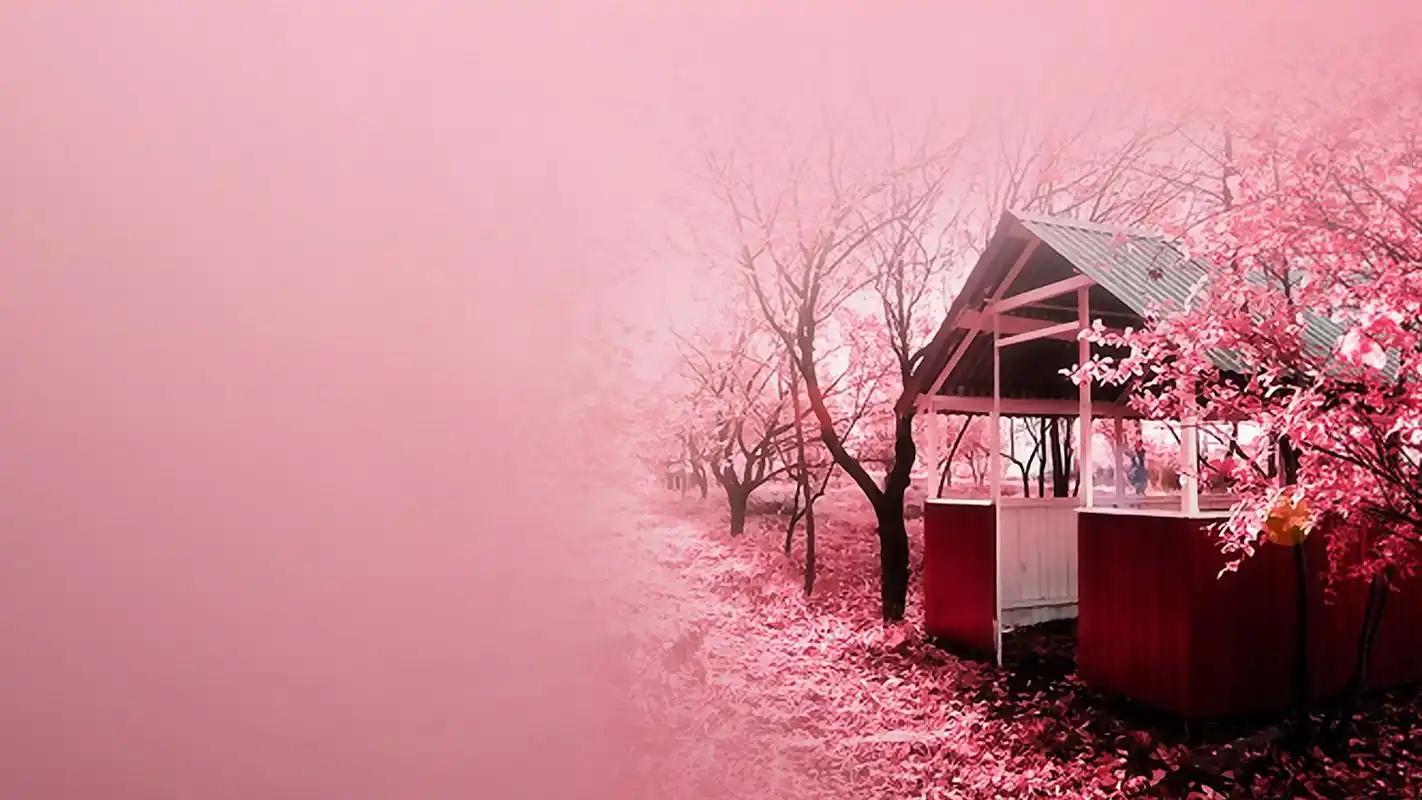 粉红樱花树唯美电脑桌面壁纸高清大图预览1920x1080_风景壁纸下载_美