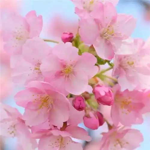 唯美鲜花头像 高清漂亮适合微信头像的花朵图片唯美_植物头像_头像屋