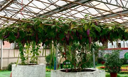 其它 冬已至待春来 写美篇生长了四年的茄子树