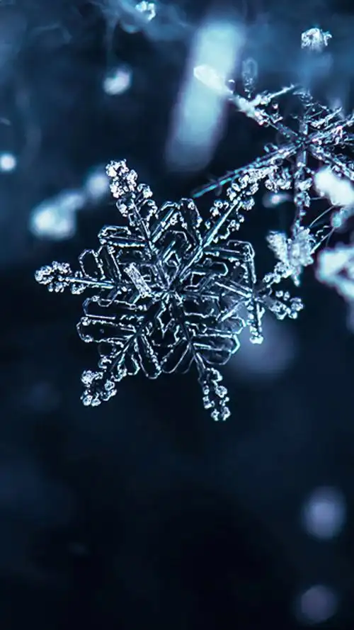 精致动人雪花高清图片手机壁纸-卡通-手机壁纸下载-美桌网