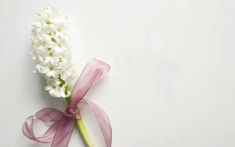 唯美又养眼的小清新植物,植物-回车桌面