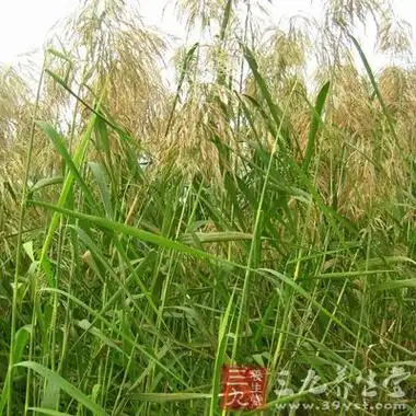 芦根的功效与作用及食用方法中药芦根的副作用与禁忌