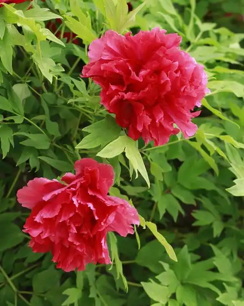 雍容华贵的红牡丹