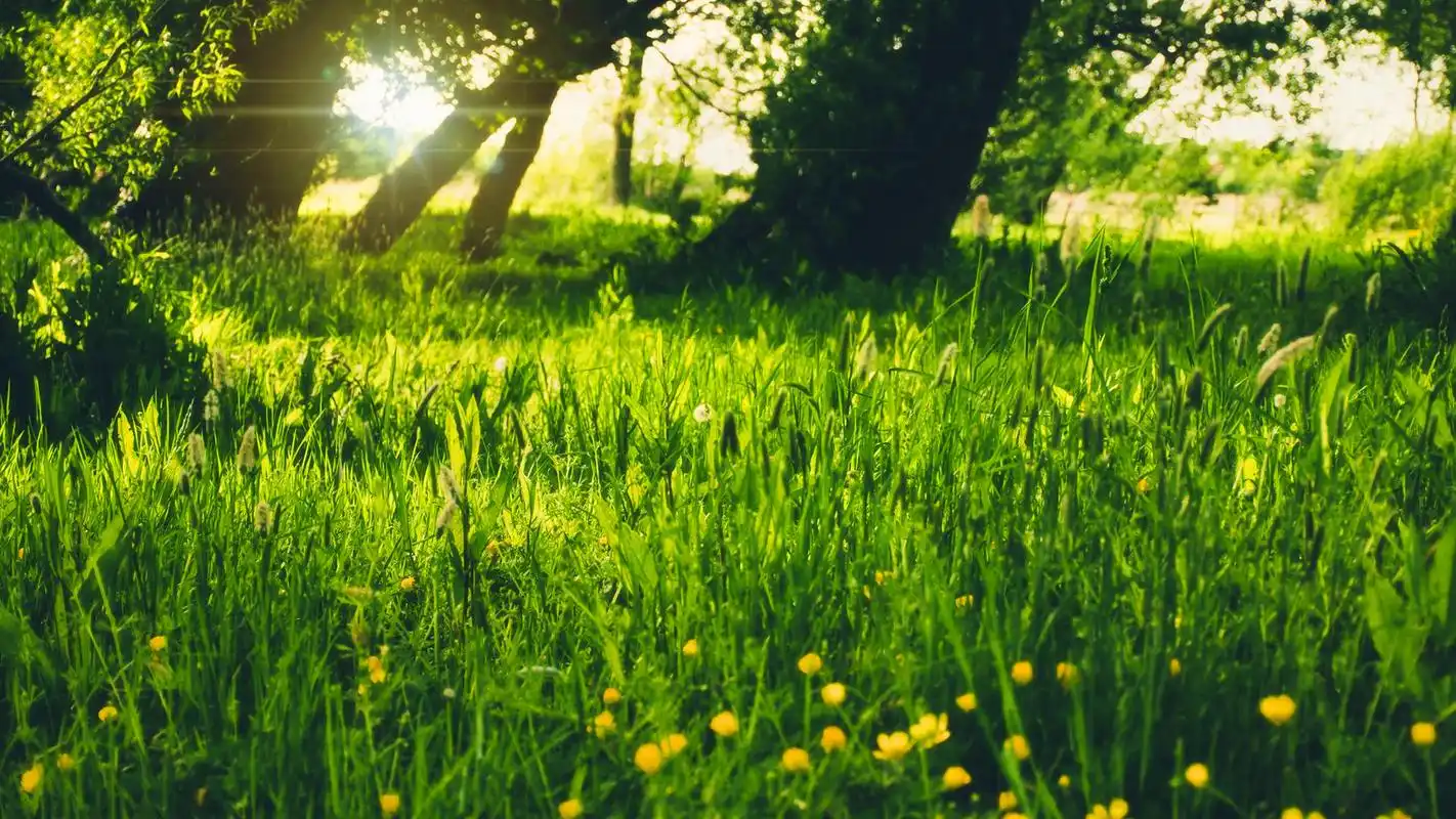 清新风景绿色屏保合集_这风景只为你而清新_风景壁纸