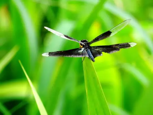 稀有品种,黑丽蜻蜓