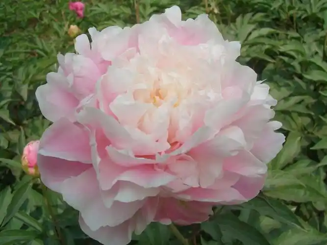 芍药什么时间移植好,学会芍药移植,再不担心芍药长不好!