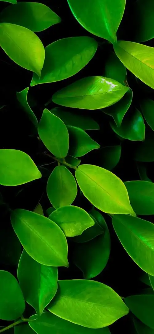 最新超清护眼手机壁纸(100张绿色护眼手机壁纸)(83)