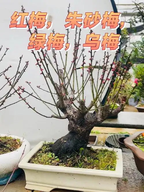 朱砂梅粉梅红梅绿梅乌梅盆景