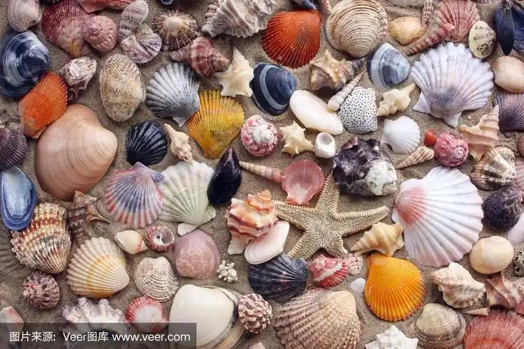 贝壳种类