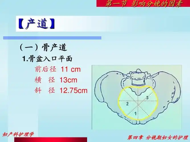 的很细的讲授 第一节 影响分娩的因素 【产道】 产道】 (一)骨产道 1