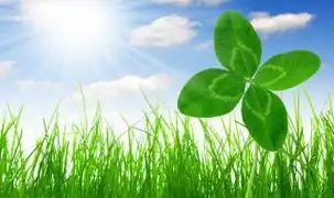 幸运草养殖方法(幸运草种植方法)