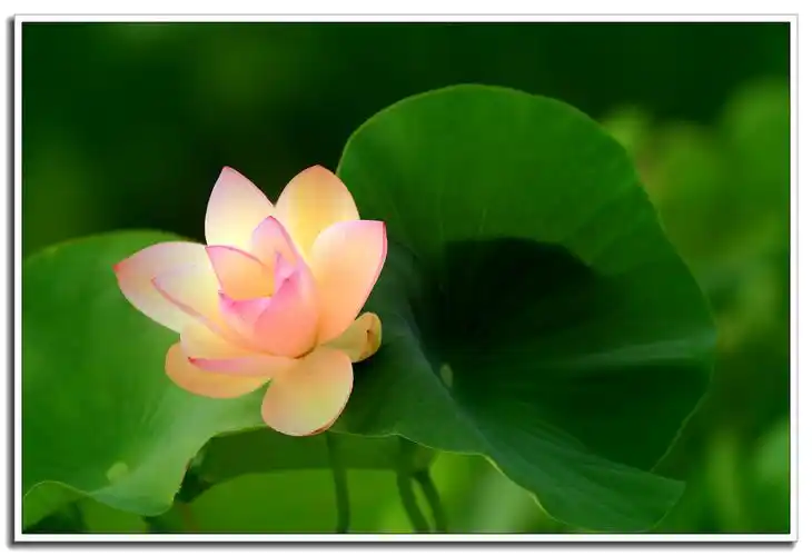 印度是佛教的发祥地,荷花则是佛经中常提到的象征物和吉祥物.