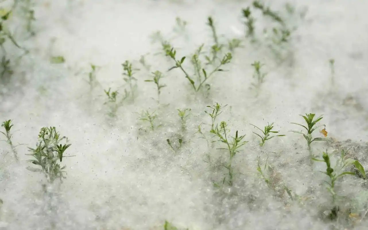 北京第三次柳絮高发,今年你被它"粘"上了吗?